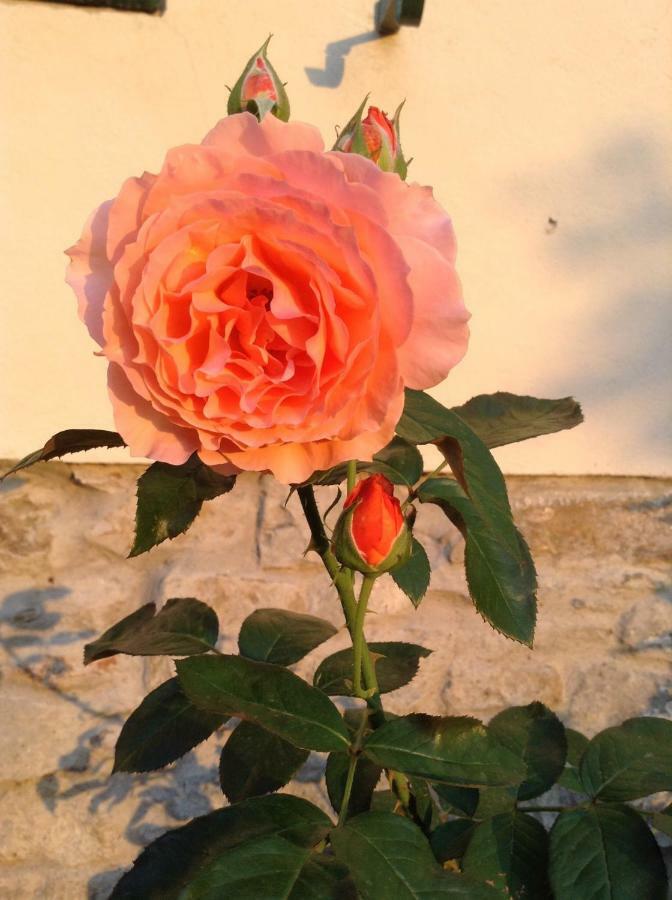 Fiesole In Giardino B&B Luaran gambar