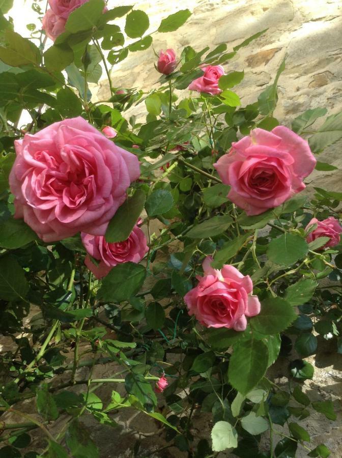 Fiesole In Giardino B&B Luaran gambar